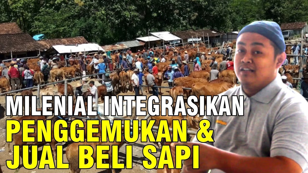 Tips Memelihara Hingga Jual Beli Sapi Dari Alumni Pelatihan Sapibagus 47.jpg